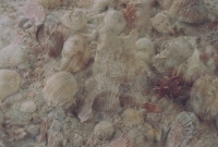 http://www.emanueletorti.it/files/gimgs/th-34_1_IMG00025 copia 3.jpg